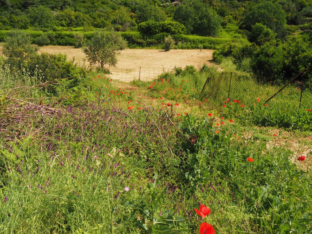 Villa Franka Lopud Esterno foto